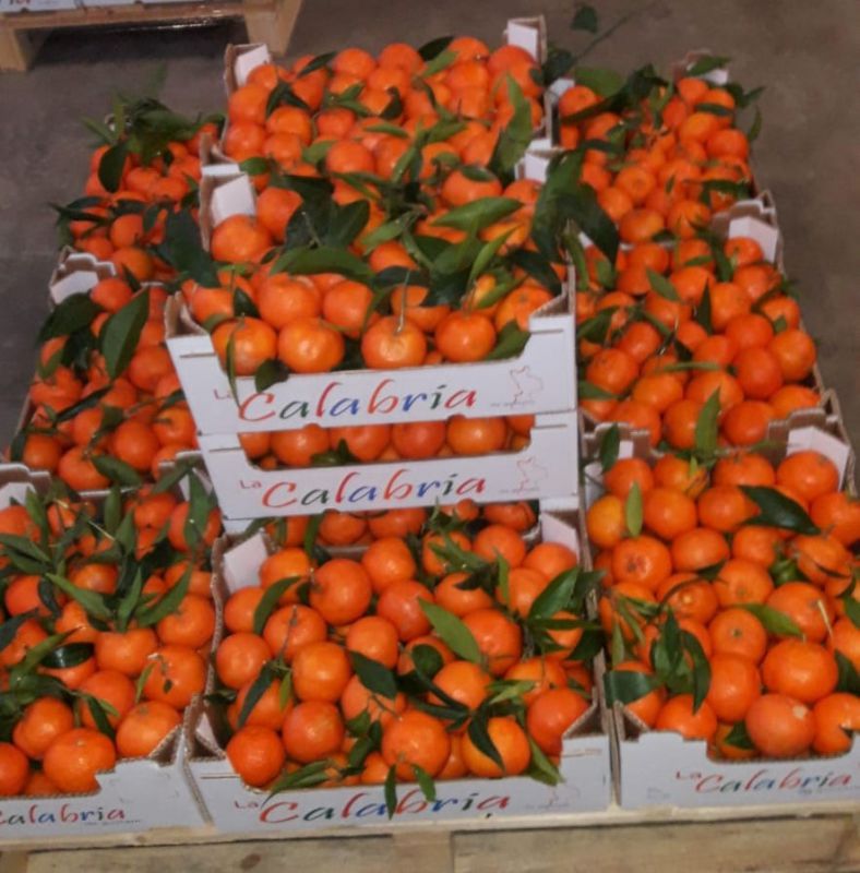 Clementinen ohne Kerne (mit Kiste ca. 5 kg) Kiste 115.1