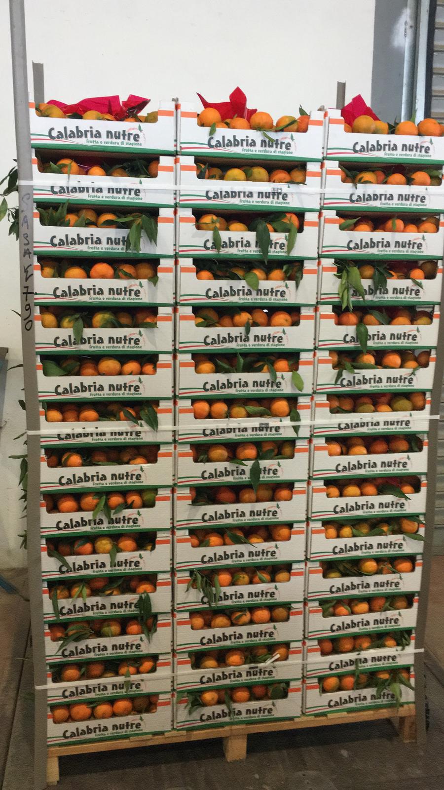 Clementinen ohne Kerne (mit Kiste ca. 5 kg) Kiste 115.1